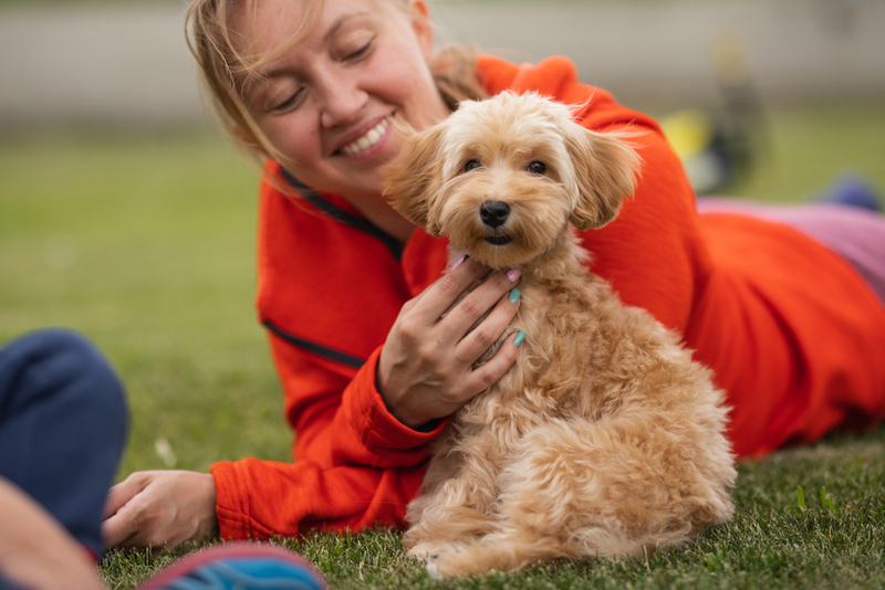 Щенков мальтипу кормят, согласно возрасту