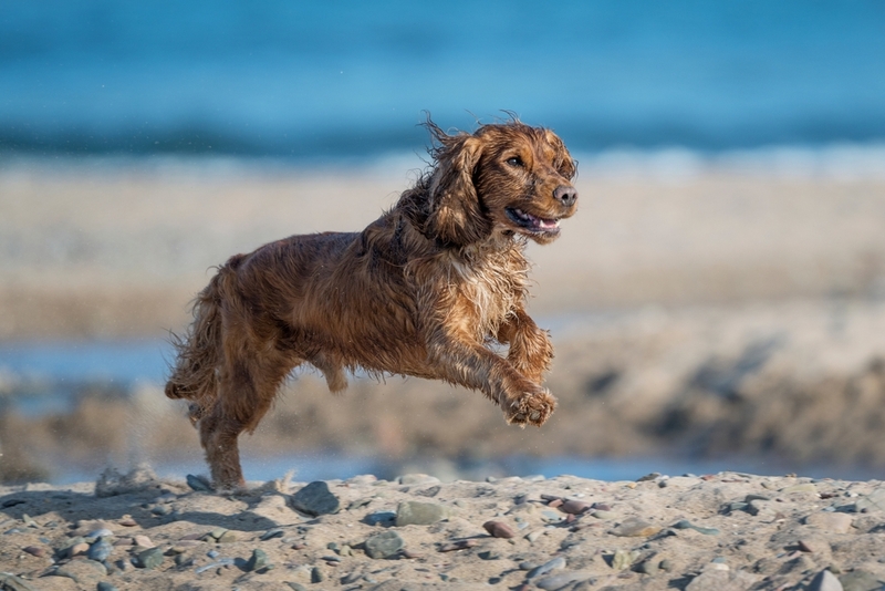 Прочувствуйте темп движения, чтобы сфотографировать собаку в прыжке
