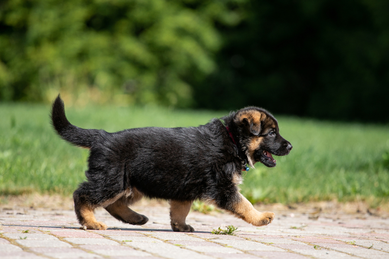 Определить щенка немецкой овчарки и дворнягу можно по хвосту