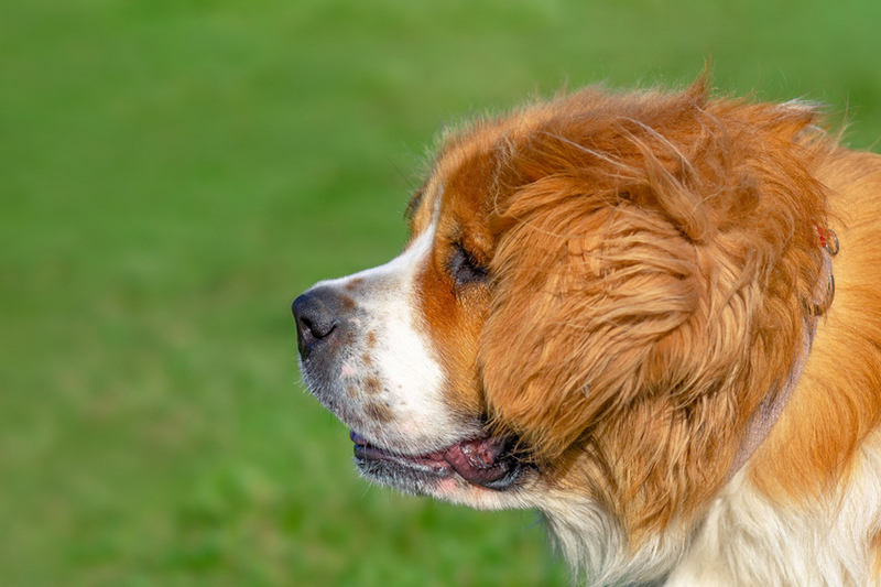 Вес московской сторожевой зависит от ряда факторов