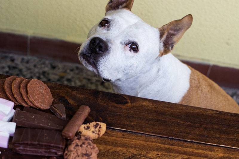 Почему собакам нельзя давать сладкое