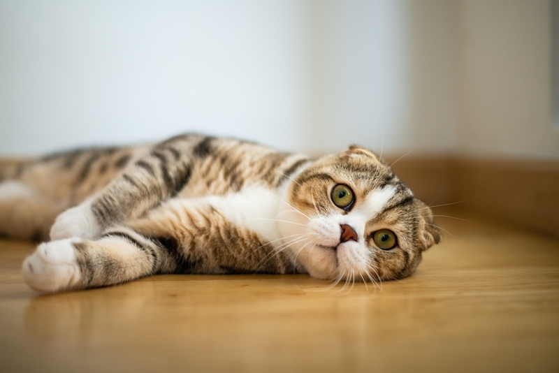 При тяжелой форме аллергии – анафилаксии – кошка тяжело дышит