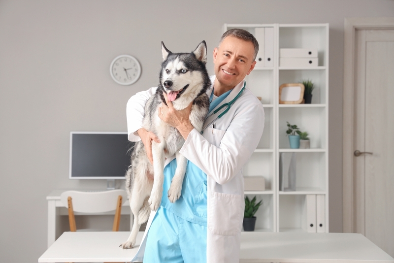 Для лечения МКБ у собаки может использоваться катетеризация