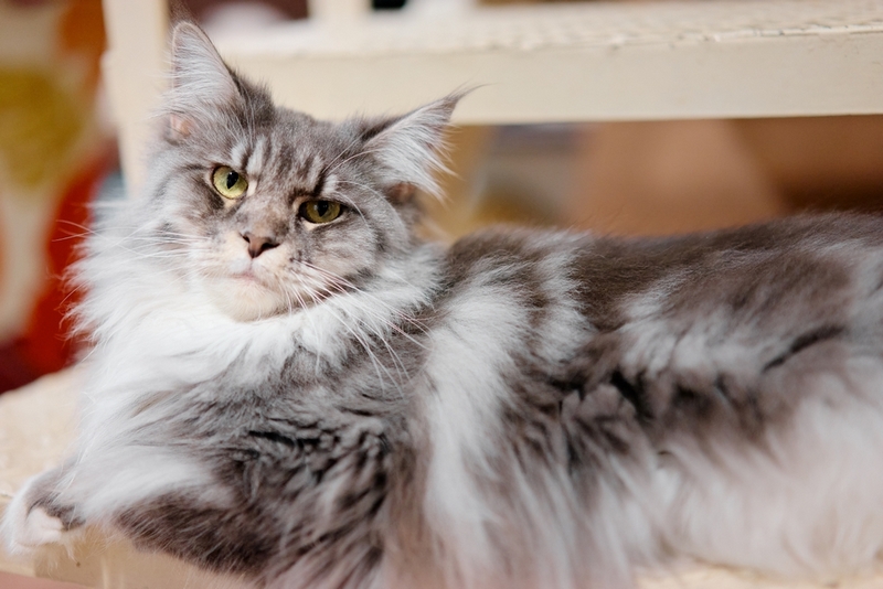 Дисплазия – вот, чем болеют мейн-куны