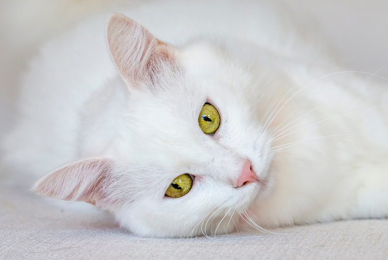 В Турции было выведено несколько пород кошек