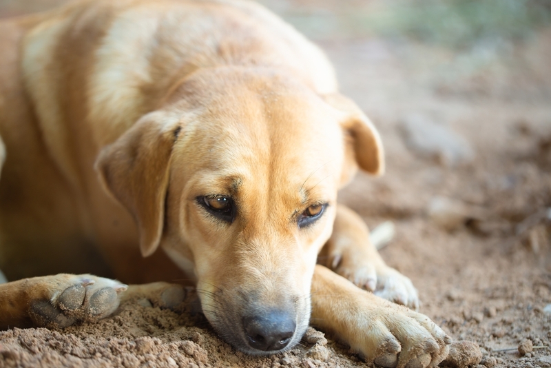 Грибок у собак может возникнуть из-за неправильной гигиены