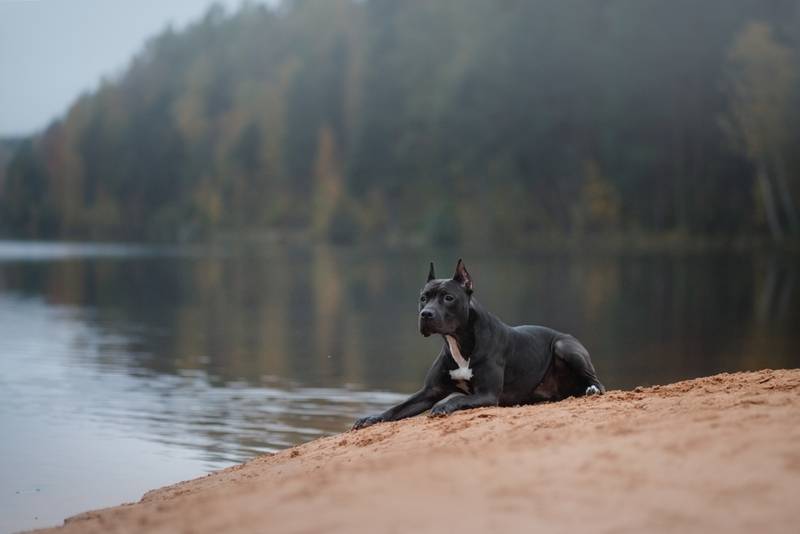 Черный питбуль у воды