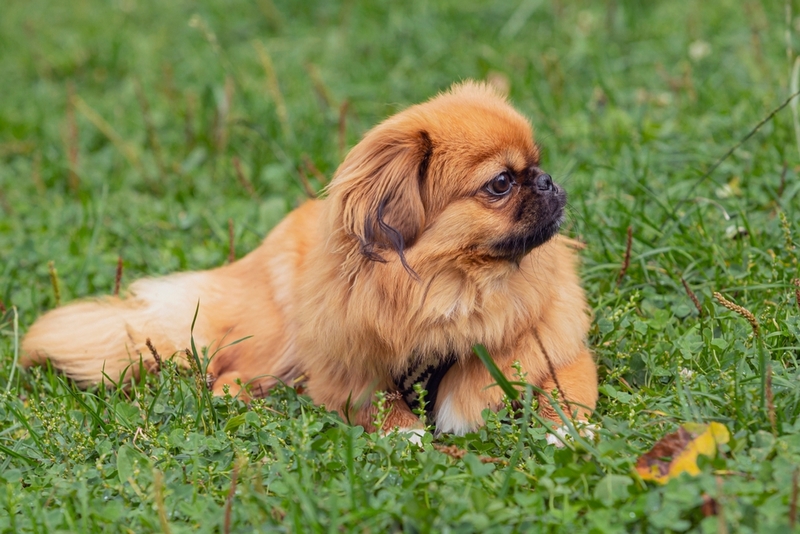 У пекинесов встречаются болезни зубов