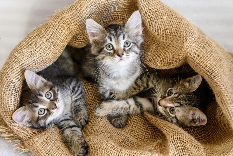 Как понять пол котенка по окраске?