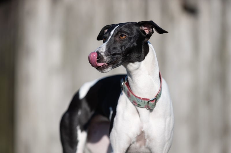 Размер уиппета влияет на его продолжительность жизни