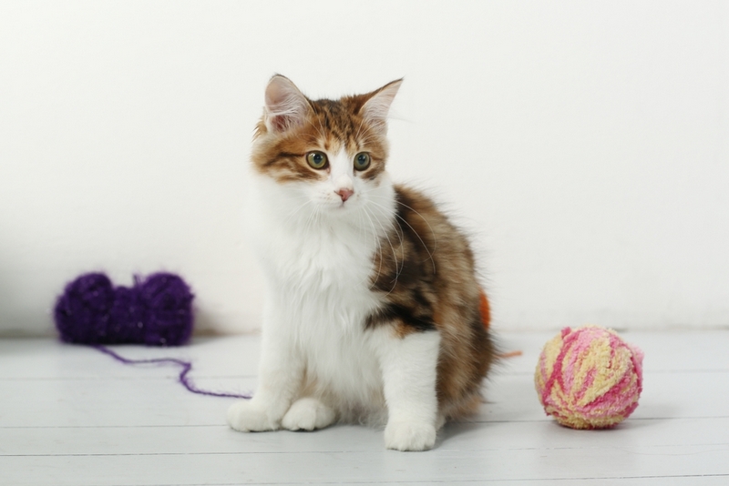 Вес курильские бобтейлы набирают до определенного возраста