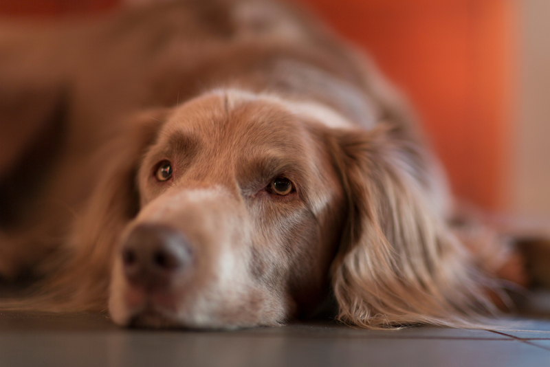 Блошиный аллергический дерматит несет угрозу здоровью собаки
