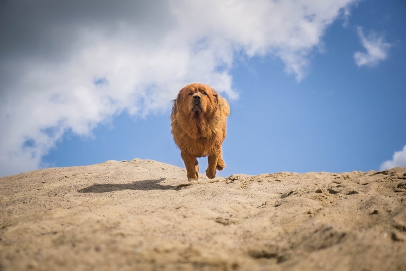 Болезни влияют на то, сколько весит тибетский мастиф