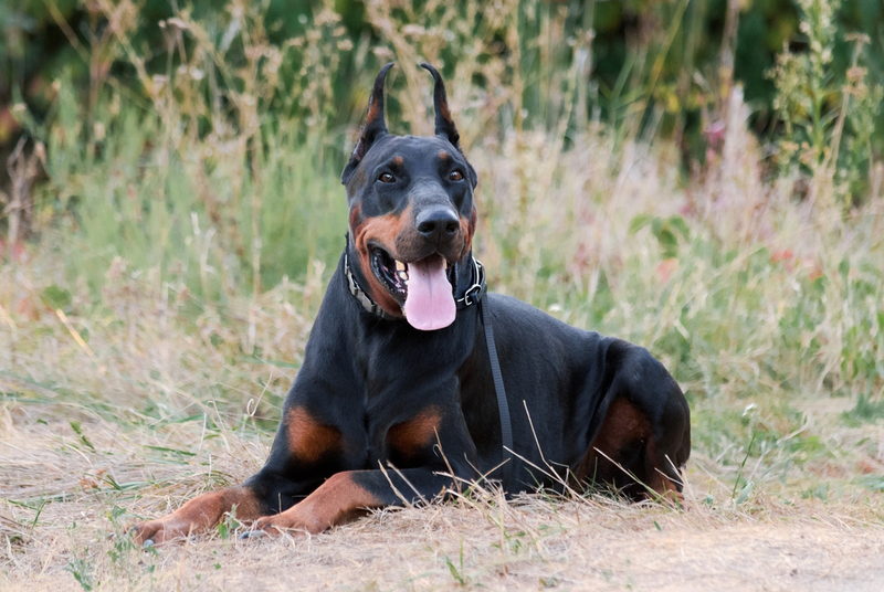 Отсутствие социализации может сделать добермана злым