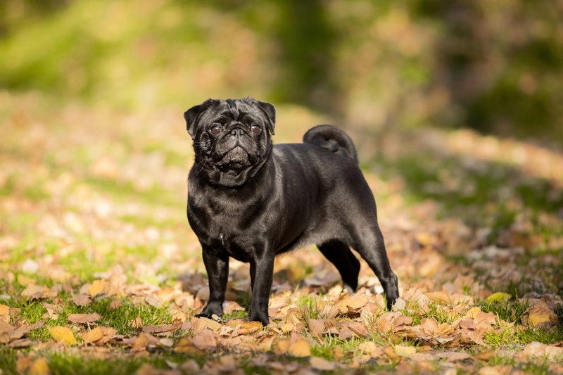 Как уменьшить риск появления аллергии на мопса?