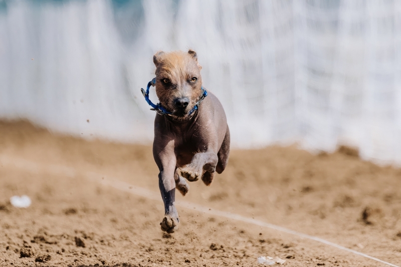Определить, сколько прожила ксолоитцкуинтли, можно по зубам