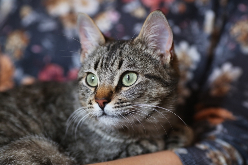 Определить, сколько прожила европейская кошка, можно по ее зубам