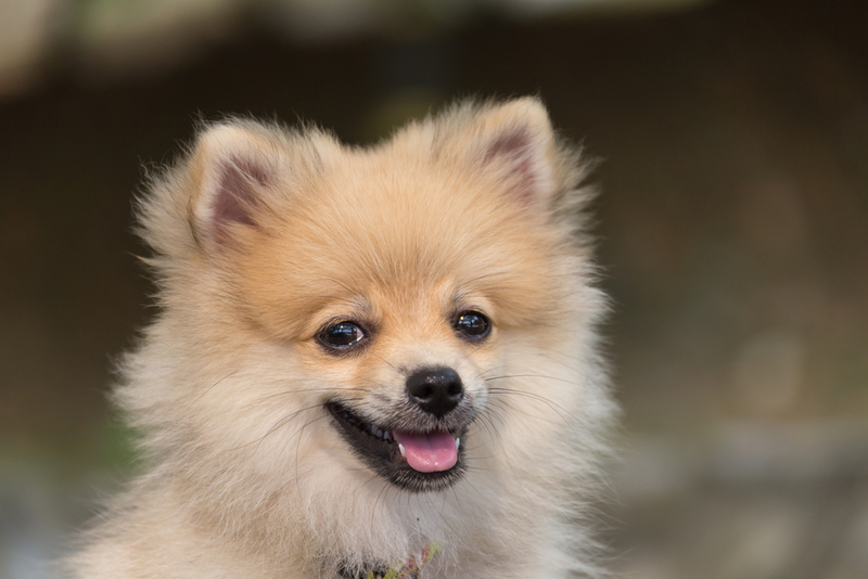 Вязка шпица проходит в несколько этапов