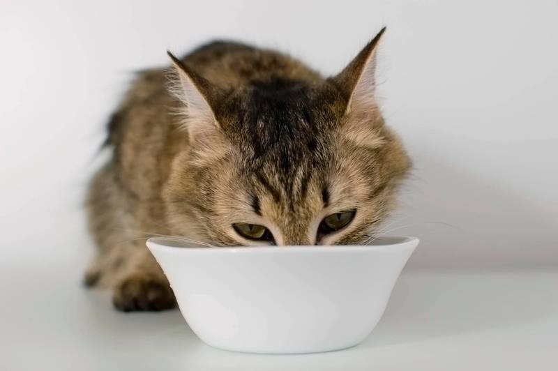 Питание кастрированных котов и стерилизованных кошек