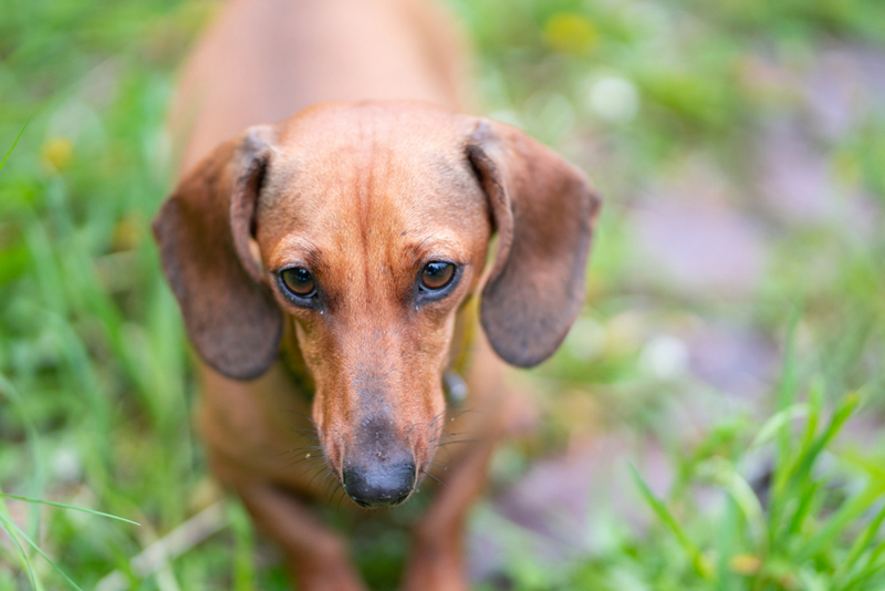 Таксе во время беременности нужен особый рацион