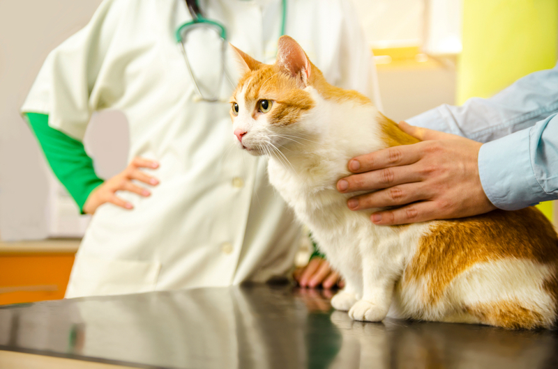 Кошке с гемобартонеллезом назначают анализы