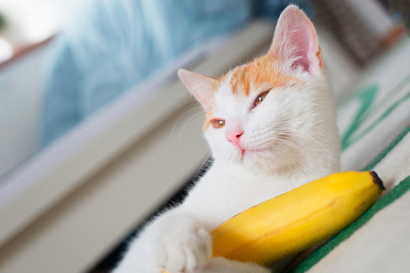 Кошкам можно давать бананы понемногу