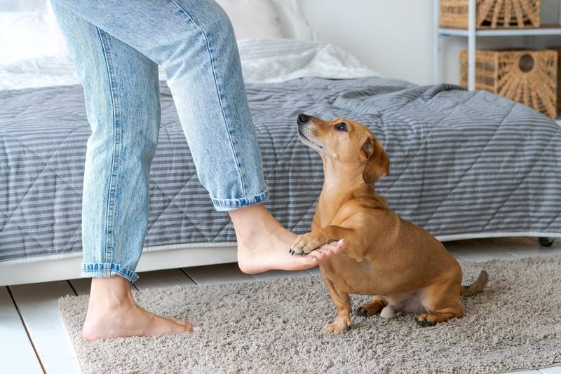 Почему собака лижет человеку ноги?