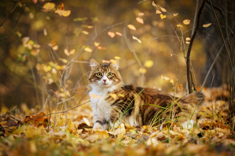 Наличие аллергии на курильского бобтейла может зависеть от длины его шерсти