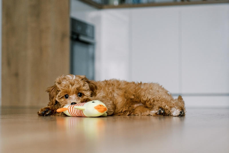 Мальтипу имеют характерные болезни