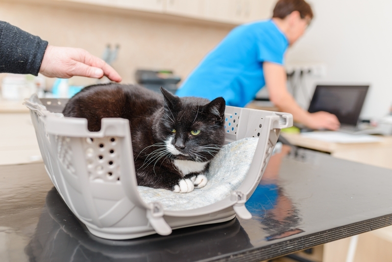 Для диагностики болезни почек у кота нужны анализы