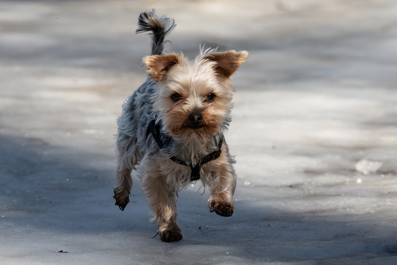 Важно знать, сколько весит йоркширский терьер в норме