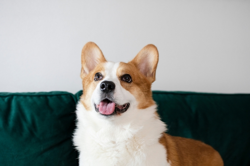 Во время беременности живот корги увеличивается