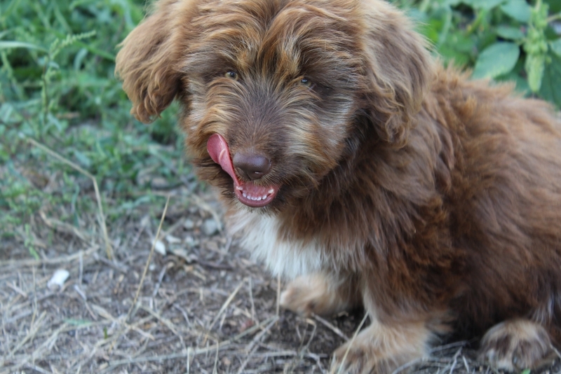 Собака облизывается и чавкает, если ее привлек запах