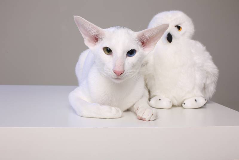 Кошки с разными глазами (гетерохромия у кошек): причины и особенности