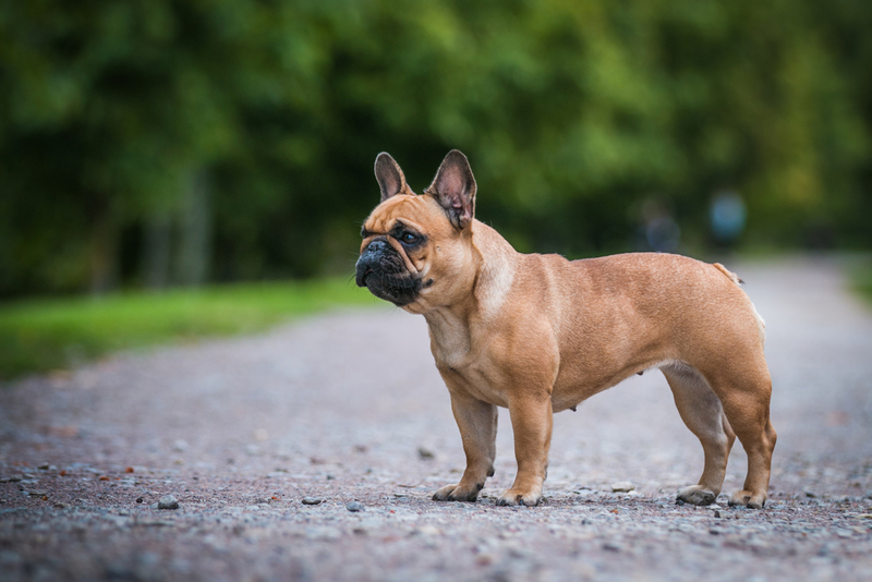 Вязка французского бульдога проходит в несколько этапов