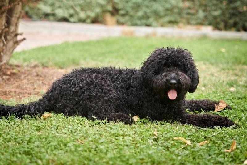 Порода огромная черная кучерявая собака