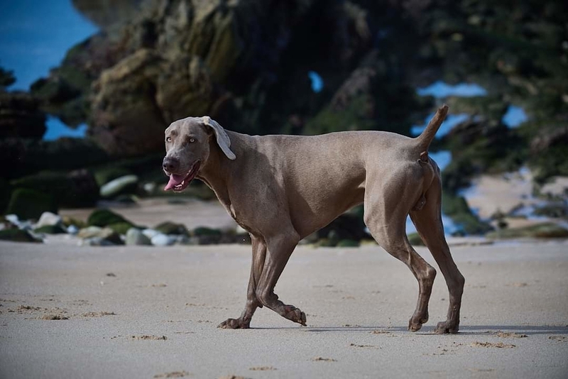 Блю-лейси – это колли