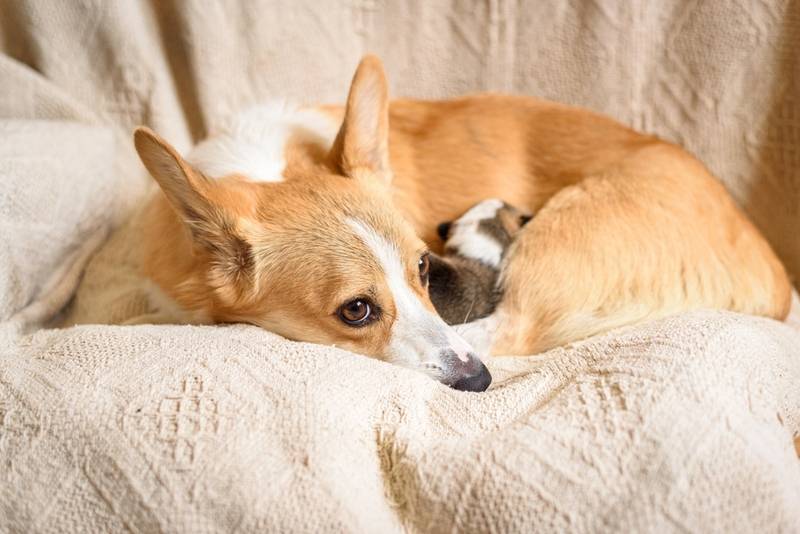 Почему собака чихает: причины и что делать