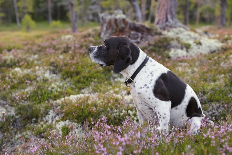 Белая собака с черными пятнами