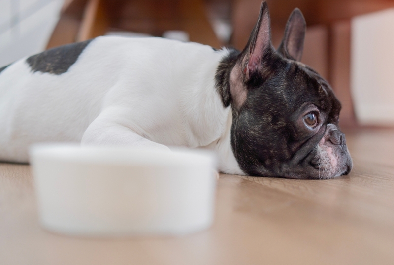 Чем кормить белого бульдога?