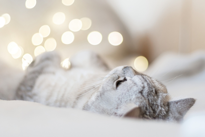 Злые ли кошки британской породы?