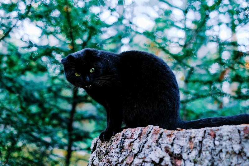 Стресс может приводить к тому, что кошка скрипит зубами