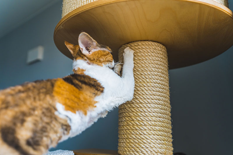 кот скребет когтеточку