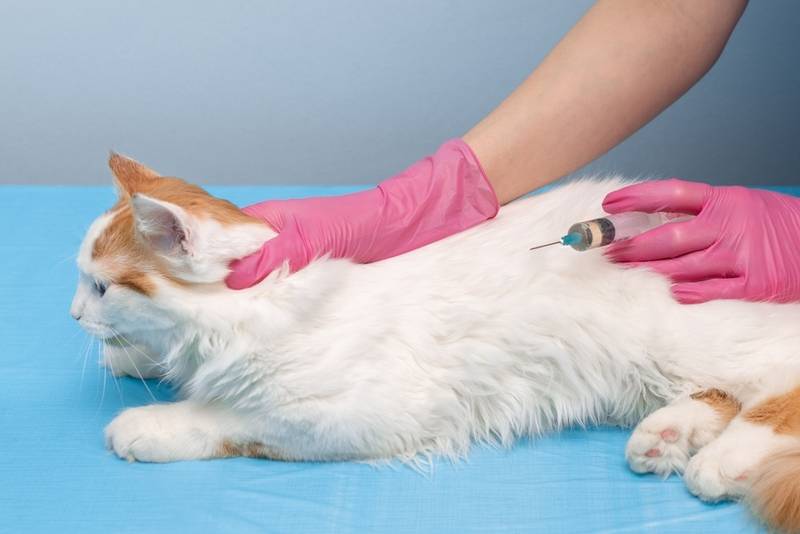 Кишечная непроходимость у кошек: симптомы, лечение и профилактика