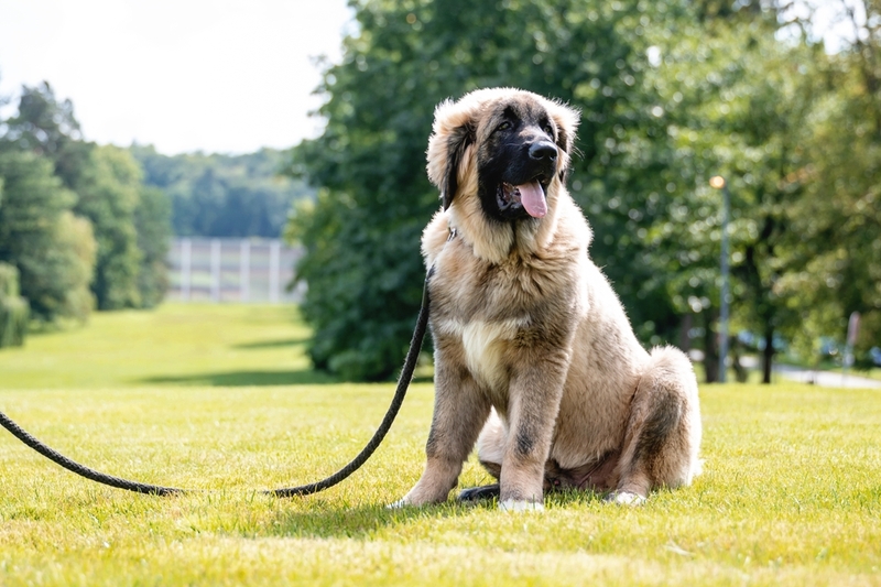 Важно следить, сколько весит кавказская овчарка в разном возрасте