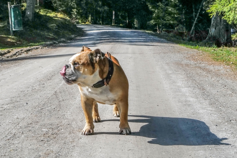 Здоровье влияет на то, как долго проживет английский бульдог