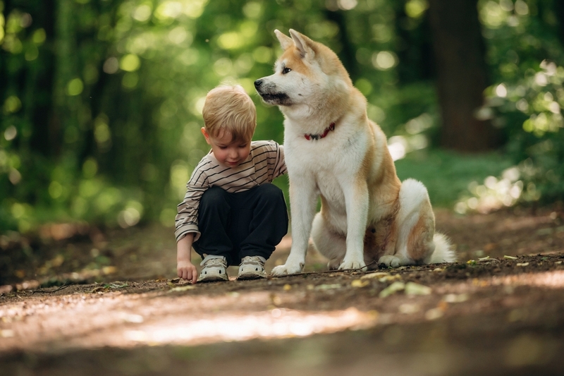 Первая течка у сиба-ину может пройти в скрытой форме