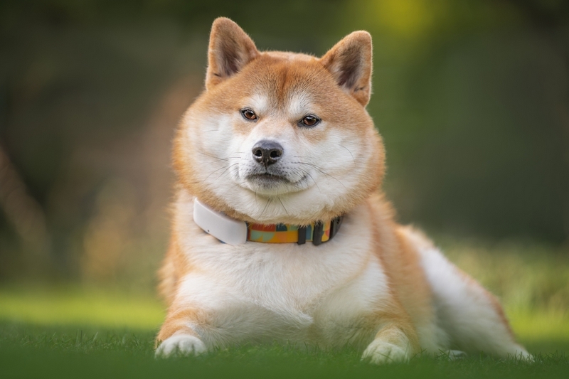 Течка начинается у всех некастрированных сиба-ину