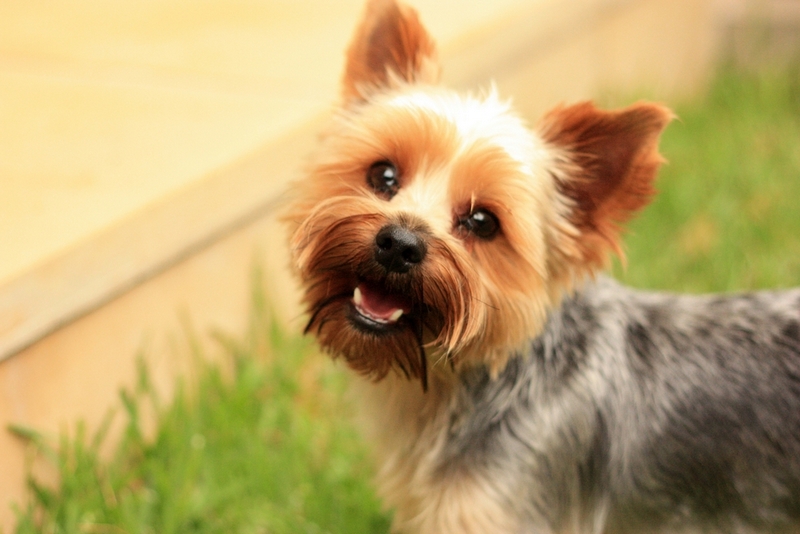 Первая течка у йорка свидетельствует о половом созревании собаки