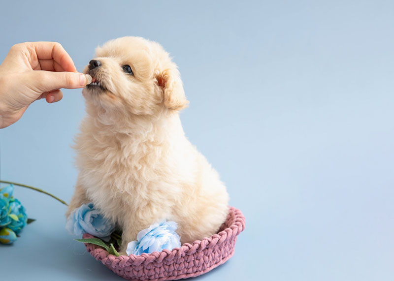 Для щенка в первую очередь покупают необходимые лекарства
